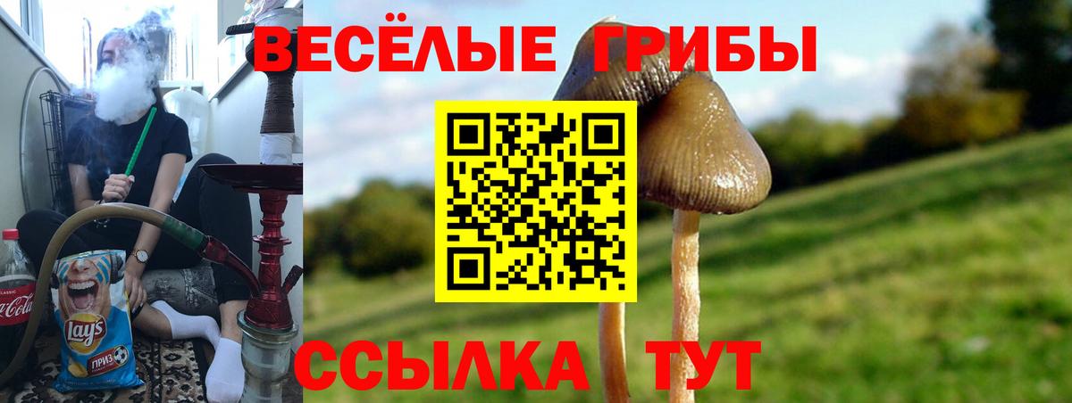 Псилоцибиновые грибы GOLDEN TEACHER  Псилоцибиновые грибы GOLDEN TEACHER  Вход с VPN  Красноармейск 